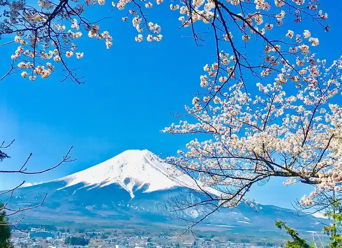樱花雨的富士山