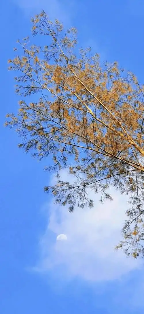 本文关键词:夏日 唯美,夏日清新风景图片,治愈系风景图片小清新,夏天