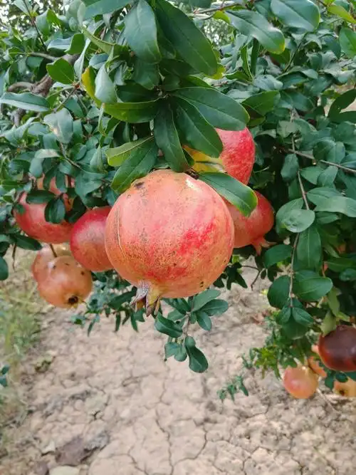 河阴石榴 0.6 - 0.8斤