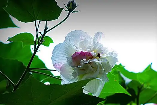 美艳的芙蓉花,木芙蓉,拒霜花,木莲,地芙蓉,华木