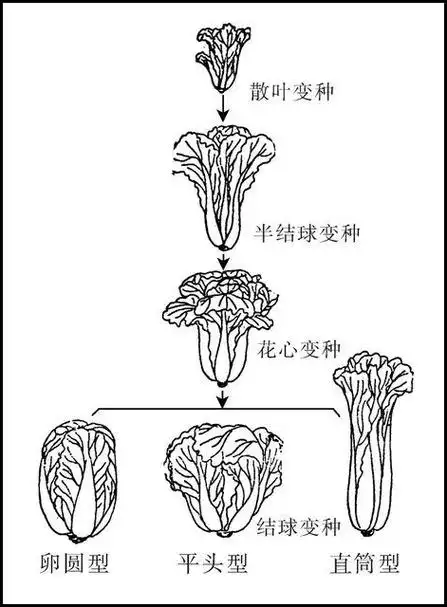大白菜株形分化示意图.