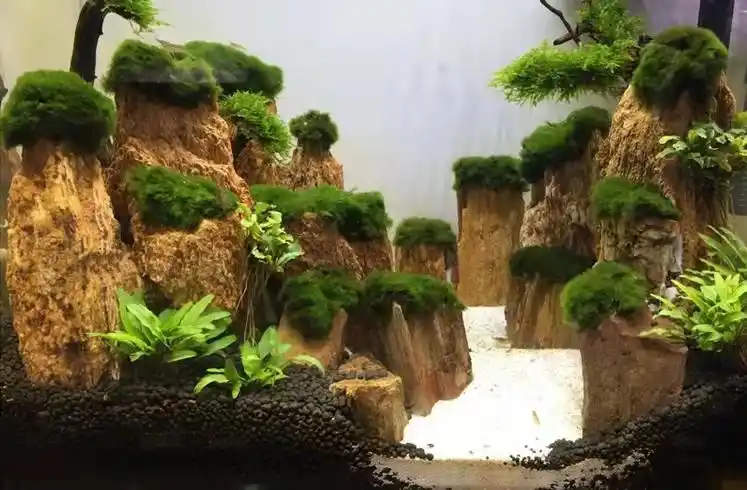 蜈蚣草植物绿菊鱼缸造景装饰金鱼藻增氧阴性活体淡冷水懒人真水草