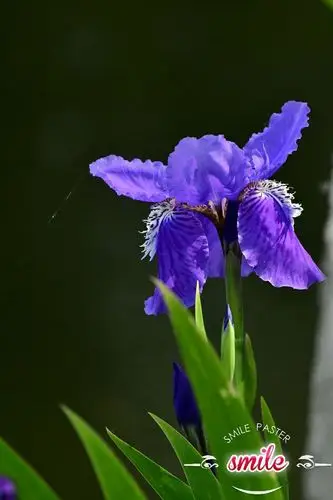 蓝蝴蝶(鸢尾)