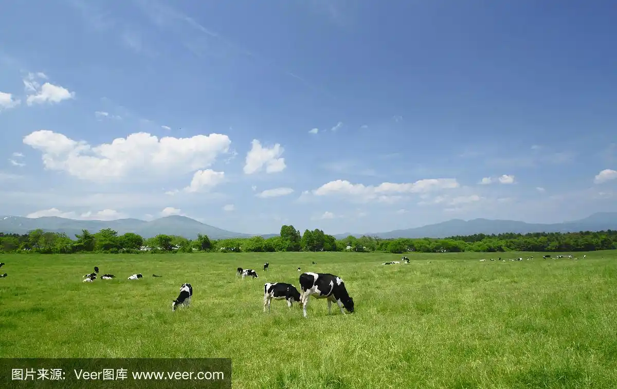 田野里的奶牛和蓝天