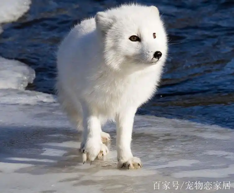 蓝狐是北极狐又名白狐的一个变种