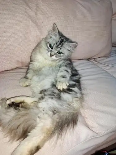 美长,长毛弟弟,美短 高地猫,猫咪找领养新家