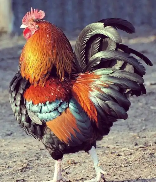 😍这些公鸡的尾巴五彩斑斓,淡蓝,淡绿交织,比任何照片上的都要绚丽