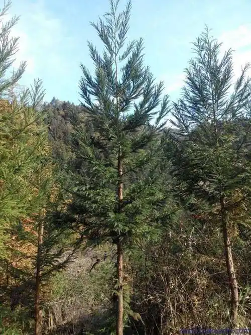 柳杉树8一12公分柳杉10厘米多少钱一棵