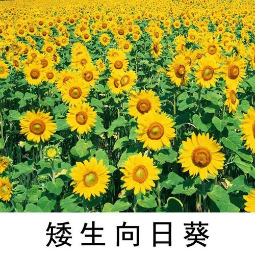四季花籽阳台室内外植物花卉盆栽种子向日葵薄荷百合满天星五彩椒