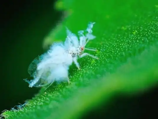 苹果棉蚜的蚜综合防治方法