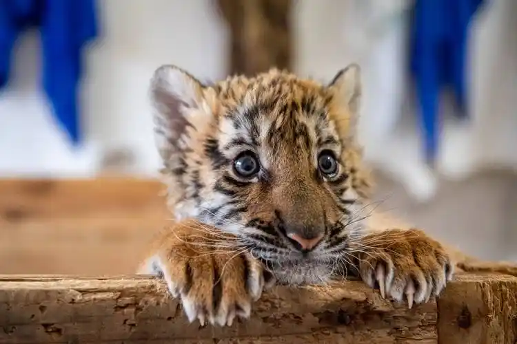 虎崽子出生后的真实生活_陈喆_华南虎_幼虎