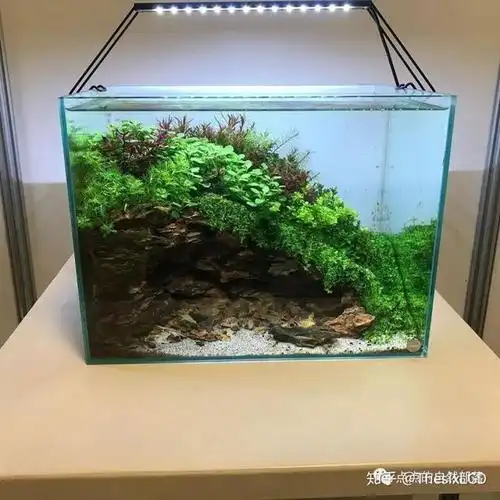 中小型生态水草造景缸集锦极力推荐收藏