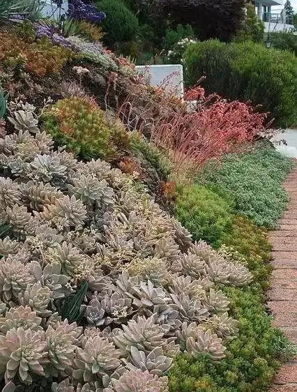 美爆了这可能是最全的多肉植物庭院景观让你心动不止一万次