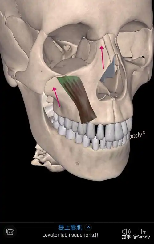 "颧突"打成"额突"(这是俩位置,ok?