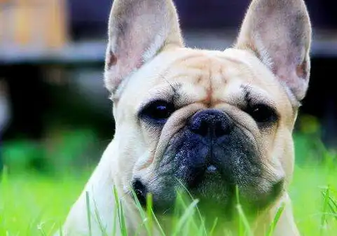 长相丑萌的小短腿法斗,浑身上下都是魅力点_泰迪_运动量_狗狗