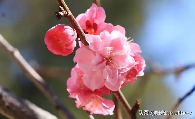 大年初七走进昆明大观楼迎春花绽放这边风景独好