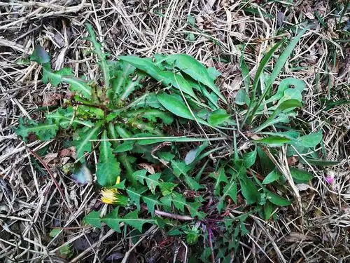 上左大苦菜,上右小苦菜,下蒲公英