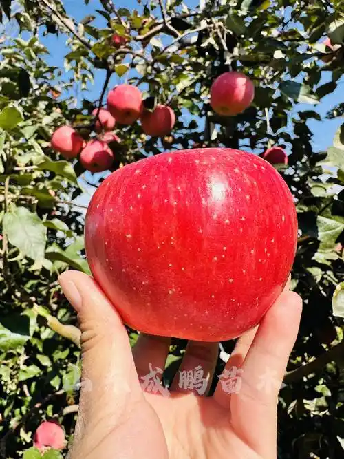 六代红星苹果品种【中秋王苹果】_丰产_果实_季节