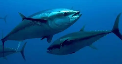 蓝鳍金枪鱼价格多少钱一斤,它为什么可以捕捞是保护动物吗?