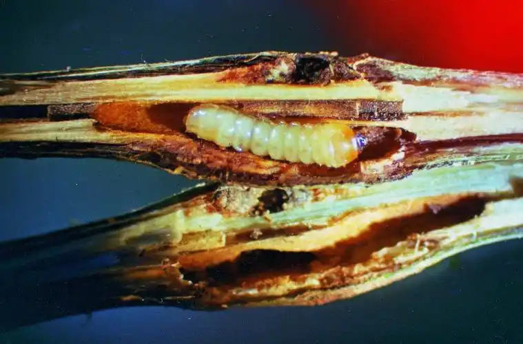 这条虫子是什么东西的幼虫?