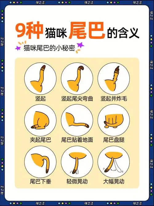 猫咪尾巴的小秘密866种猫咪尾巴的含义92