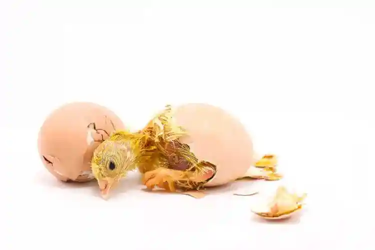 白色背景上的蛋壳与小鸡