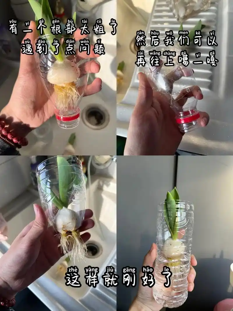 我来更新啦!水培郁金香第八天! 今天打算把 - 抖音