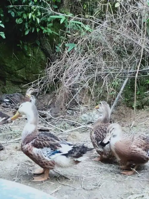 品种名:杂交鸭 单只重:5-6斤 类型:统货 生长环境:半圈养半