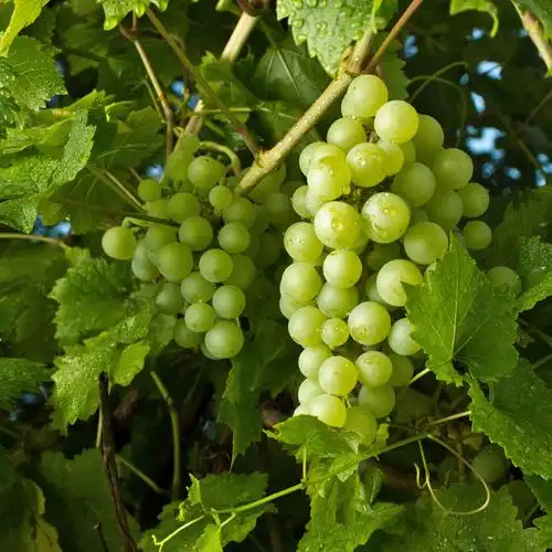 葡萄藤图片_葡萄藤图片大全_葡萄藤图片下载