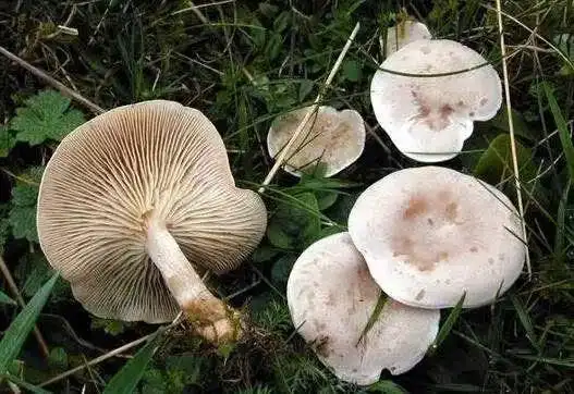 农村此12种无毒野生蘑菇可食用,此几种万万别吃,吃了会中毒