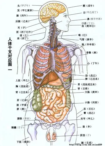干支与人体对应关系图