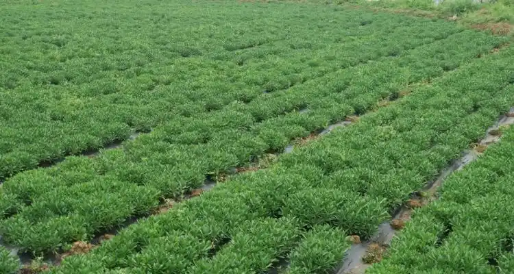 救心菜如何种植