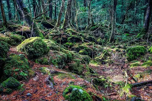 惊悚日本恐怖自杀森林每走20分钟就能遇到一具死尸