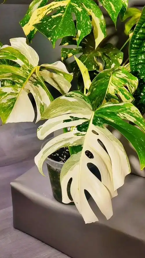 等待出嫁的白龟龟背竹顶芽已长成四叶