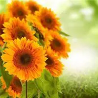 66年属马的招财微信头像点击鼠标右键下载