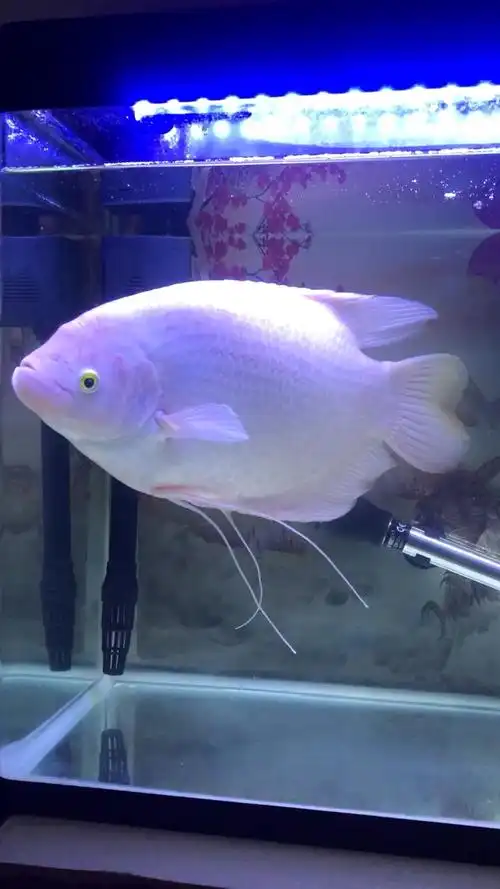 财神爷到[坏笑]精神招财鱼,低价出[嘿哈]喜欢招财的,欢迎看鱼打包,有