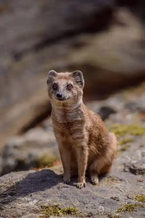 野生黄鼬狐狸的详细信息
