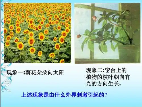 现象一:葵花朵朵向太阳 现象二:窗台上的 植物的枝叶朝向有 光的方向
