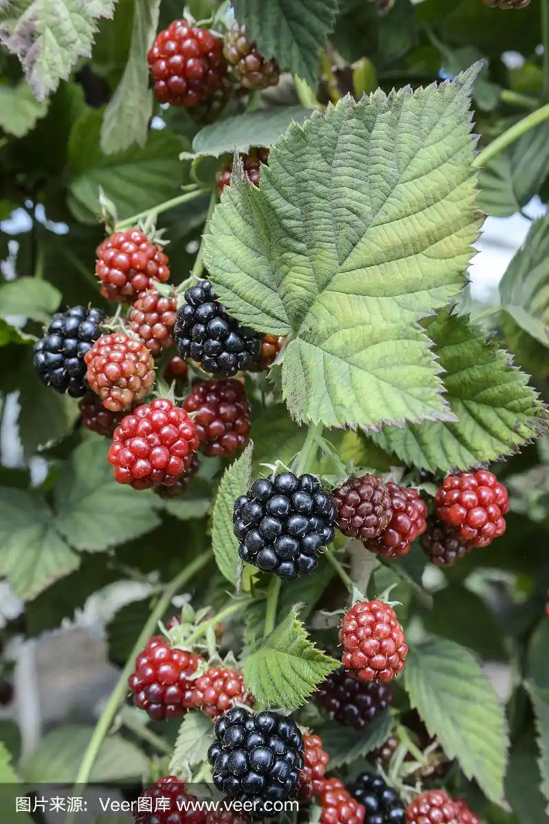 在藤上成熟的黑莓的特写