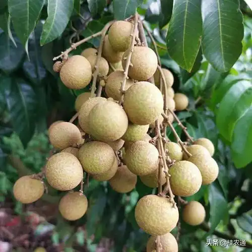 桂林水果特产有哪些,广西14市水果品种大放送,看看你家乡有什么好吃