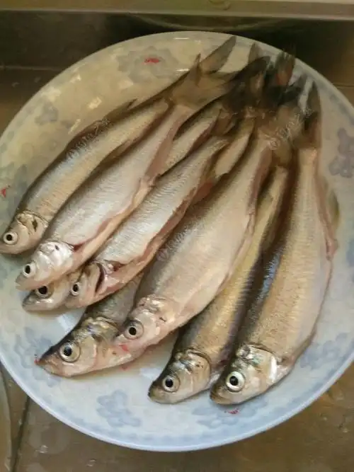 小鱼塘,全是小翘嘴