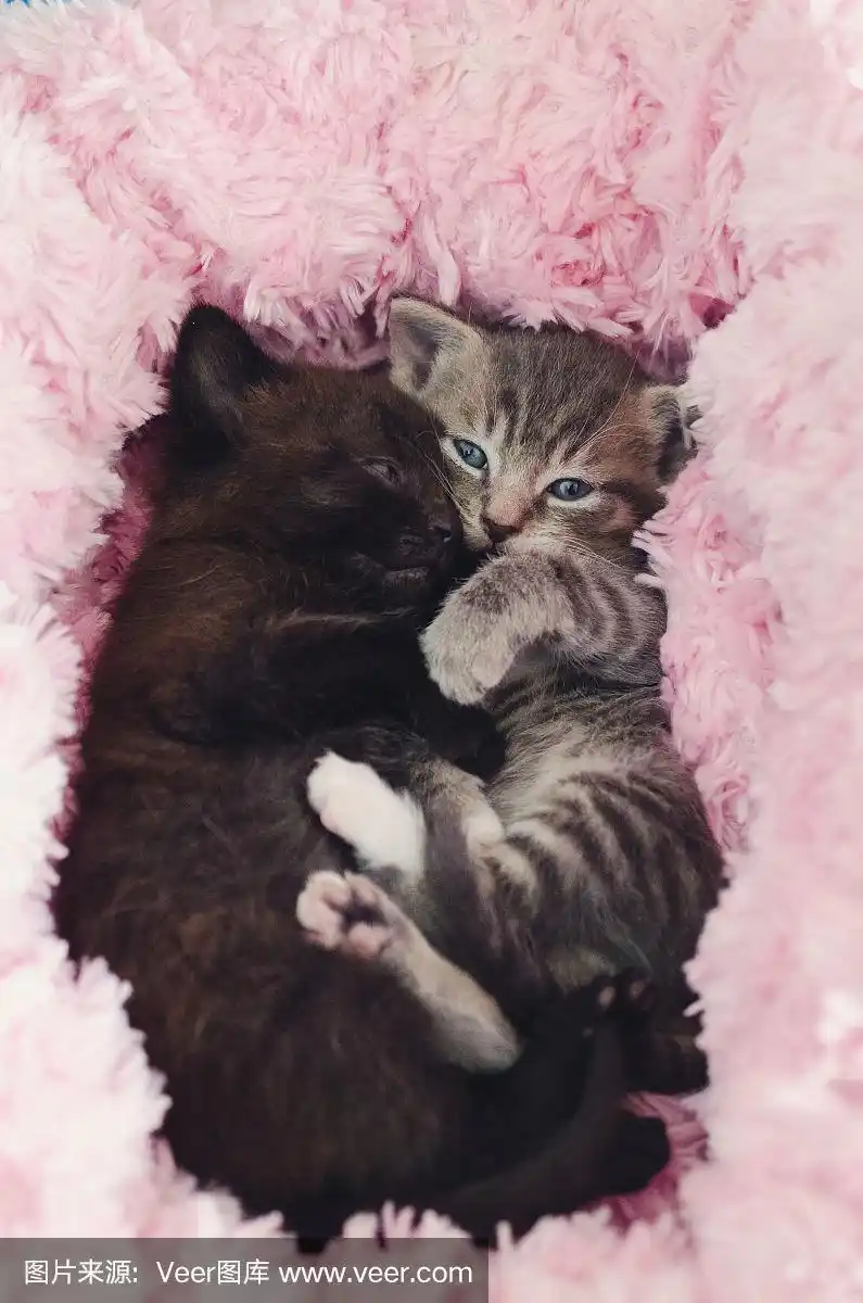 两只可爱的小猫拥抱在一起