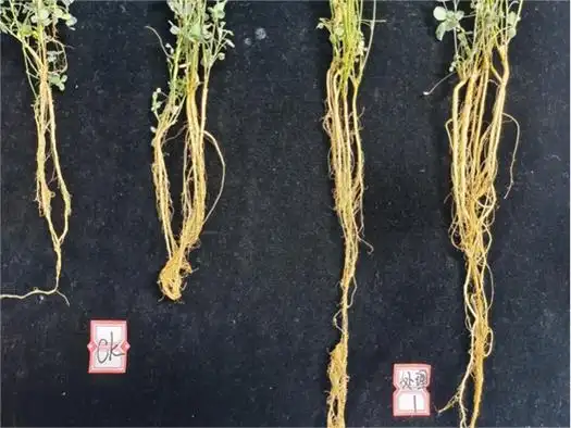 am菌剂种子包衣促进苜蓿根系生长挖掘基因,优质培育苜蓿是蒙草研发的