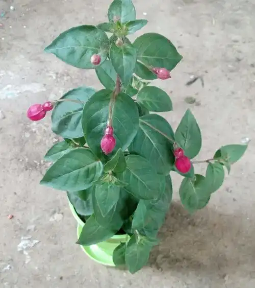 爬藤倒挂金钟盆栽灯笼花苗室内绿植盆栽吊海棠花苗灯笼花四季开花