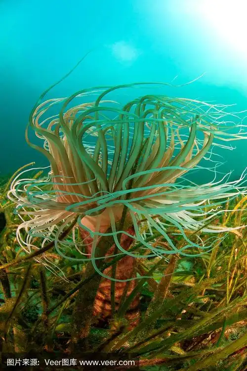 海草中的银莲花