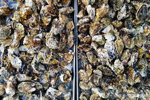 牡蛎,青岛也叫海蛎子,这种野生海蛎子8块钱一斤,比养殖的要高不少.