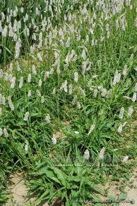 每天一味中草药拳参紫颜色的参又叫紫参清热凉血