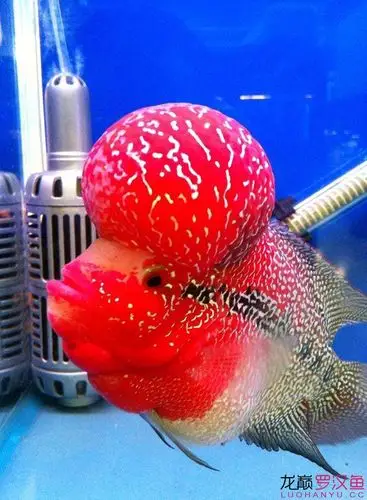 欣赏一只泰国鸿运