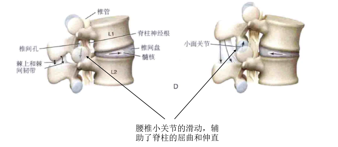 解读腰椎小关节紊乱_腰痛_腰痛相关疾病 - 好大夫在线
