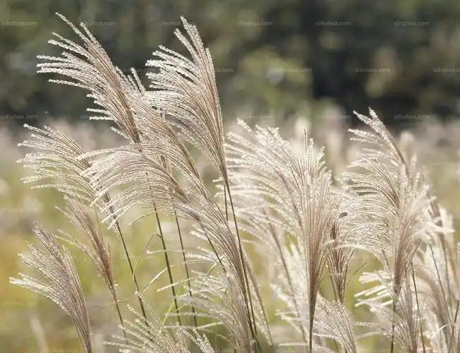 蒲苇图片_植物风景的蒲苇图片大全 - 花卉网